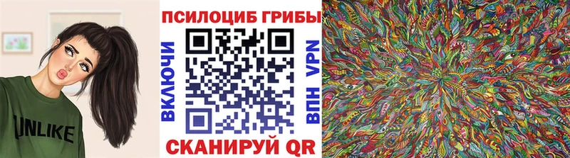 наркотики  Находка  Галлюциногенные грибы Psilocybine cubensis 
